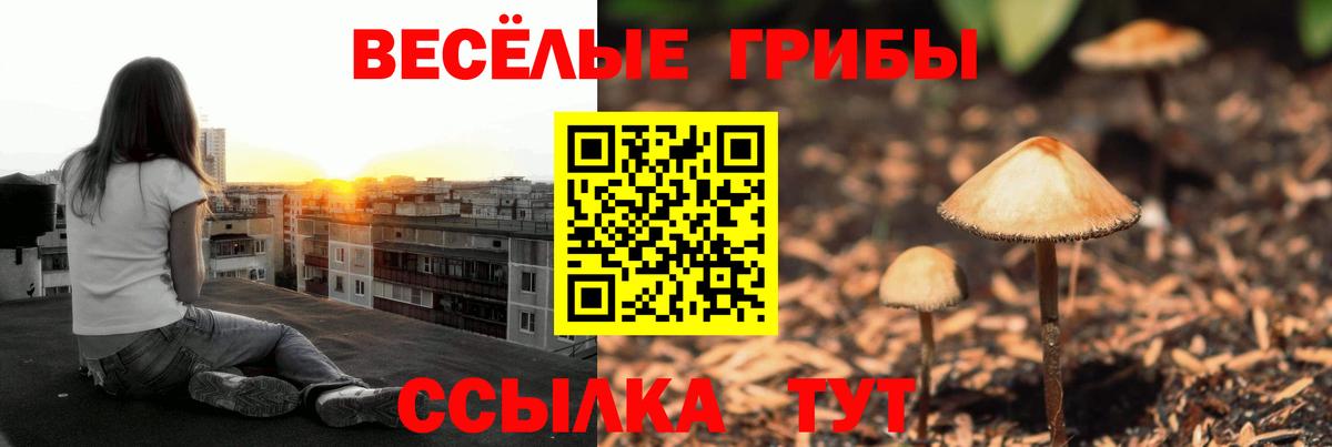 Галлюциногенные грибы Psilocybine cubensis Ртищево